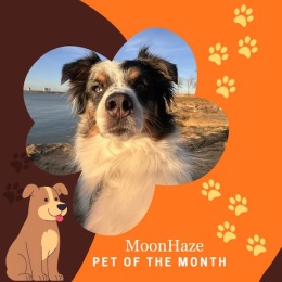 a pet of the month graphic